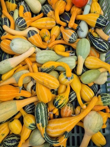 Podzimní farmářské a řemeslné trhy